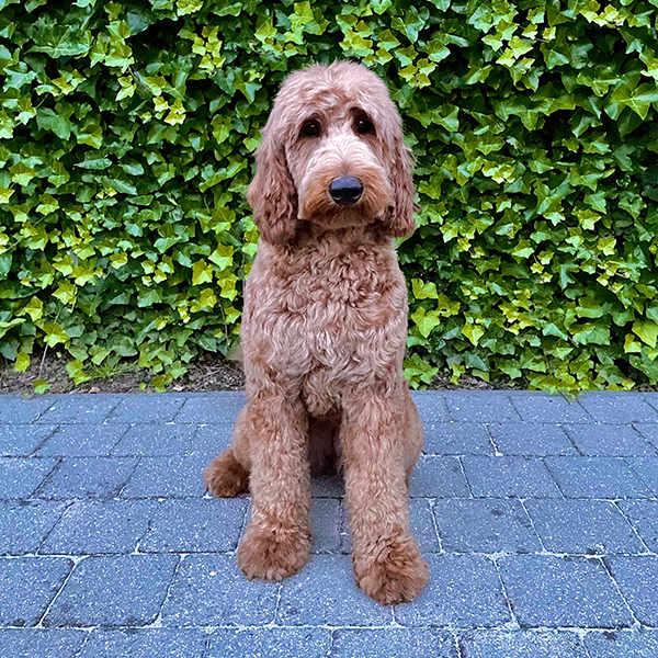 Onze honden Nala