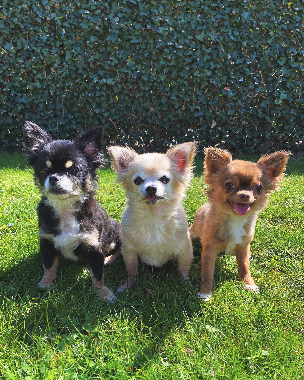 Over Ons, Chihuahuas