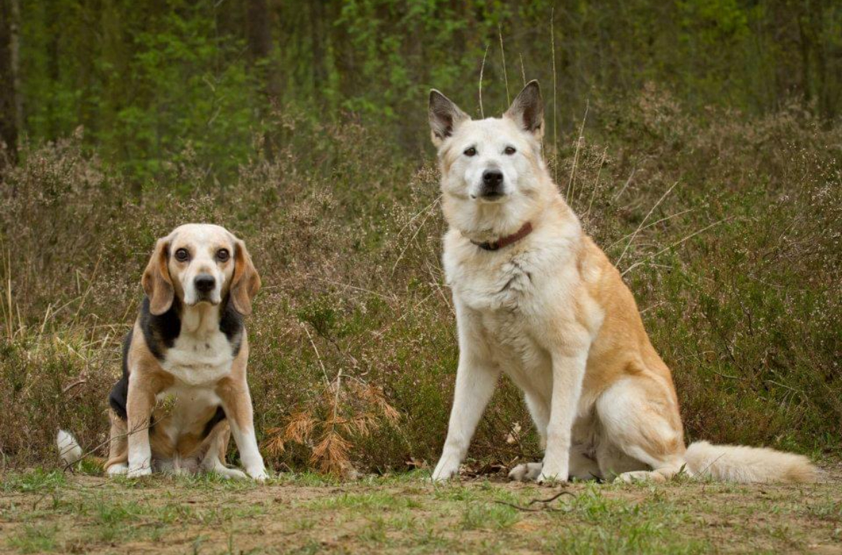 Over Ons, Milo en Dunky